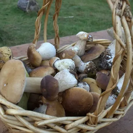 Kukowka Stężyca